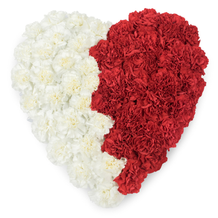 A meticulously assembled heart of carnations, captured in an overhead view against a pristine white background so every bloom and contour stands out. The left half is formed of creamy ivory carnations, their frilled petals layered to create a soft, continuous plane that reflects light with a gentle, powdery glow. The right half is a dense carpet of vivid scarlet carnations whose rich pigment and tightly ruffled petals provide a bold, warm contrast. Where the two halves meet there is a pronounced, serrated vertical line featuring nine triangular points-an intentional jagged edge that unmistakably recalls the Qatari flag's distinctive saw-tooth division and lends the piece a strong national symbolism. The carnations' layered textures-crinkled margins, compact centres, and subtle petal translucence-give the heart depth and a tactile richness that invites a closer look. Evenly diffused light keeps the composition calm and reverent, making it suitable for ceremonial uses such as National Day commemorations, diplomatic receptions, or memorial tributes that honour country and community. Locally, such an arrangement would resonate at events in Bexley's community halls or during cultural gatherings around Danson Park, where floral craftsmen often create pieces that bridge personal sentiment and civic pride. The craftsmanship is exacting yet warm: each carnation is placed to preserve natural shape while contributing to the clean geometry of the heart, so the final image reads both as a work of floral art and as a clear symbolic message of patriotic affection.