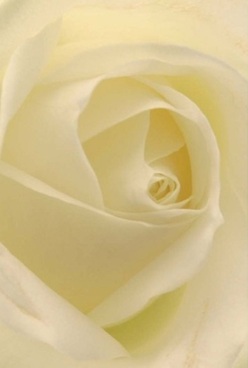 Presented in luminous detail, this elegant rose unravels layers of ivory petals, each one swirling inward with a velvet translucency that's almost ethereal. The lighting is soft and ambient, much like the gentle afternoon sun filtering through Bexley Village gardens, caressing the bloom in mellow cream and pale lemon highlights. One is drawn to trace the playful shadows nestled between the curled edges, their presence adding dimensional life to the flower's center. This rose possesses the calm anticipation felt before a cherished family celebration or the gentle solace that comforts in times of remembrance. Its unstated refinement, lovingly captured as though arranged for a Bexley anniversary or at the heart of a thoughtful sympathy bouquet, radiates timeless elegance. You can almost sense a faint, sweet perfume-subtle and clean, invoking childhood strolls along the Bexley High Street when the air is thick with the promise of new beginnings. The meticulous spiraling of the petals evokes a sense of continuity and care, a sign that each arrangement here is not merely a composition but an act of understanding and connection. The image reflects not just floral perfection, but the heartfelt artistry practiced by Bexley's local florists-always crafting blooms that speak quietly and beautifully on behalf of their community.